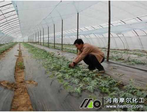 西瓜伸蔓期追肥 西瓜伸蔓期追肥