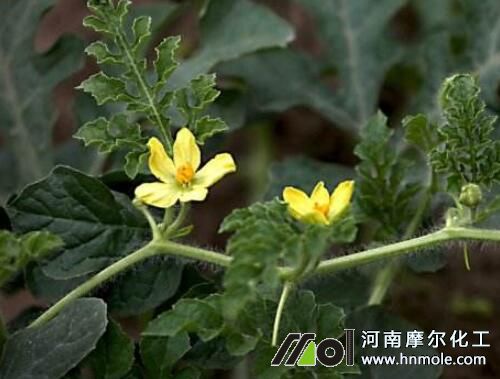 西瓜花前追肥 西瓜花前追肥