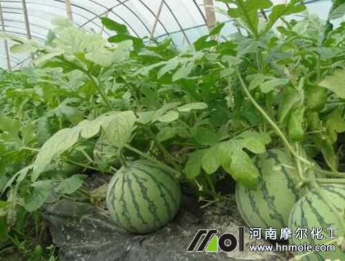 西瓜膨大期追肥 西瓜膨大期追肥