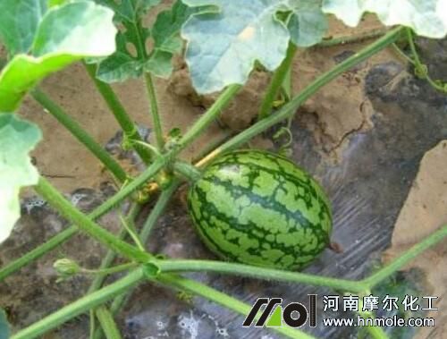 西瓜結瓜期追肥 西瓜結瓜期追肥