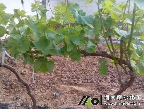 葡萄樹長得慢上什么肥料