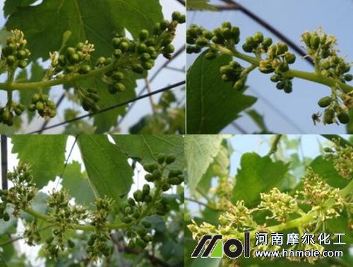 葡萄樹長得慢上什么肥料