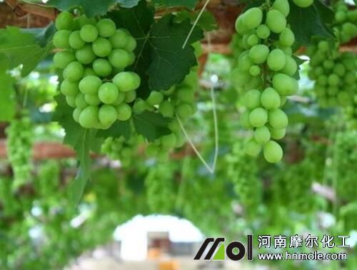 葡萄樹長得慢上什么肥料