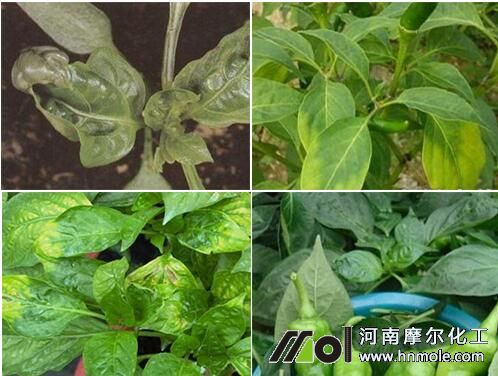 辣椒缺鈣葉子表現(xiàn) 辣椒缺鈣葉子表現(xiàn)