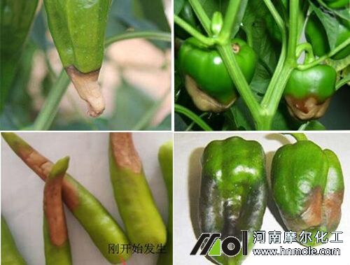 辣椒果實(shí)缺鈣表現(xiàn) 辣椒果實(shí)缺鈣表現(xiàn)