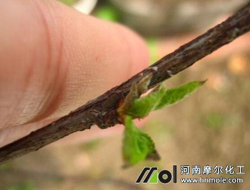 楊梅用什么肥料可多開(kāi)花