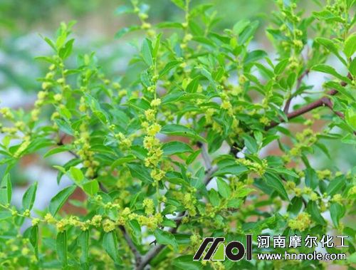 ���仨ǰ��׷��