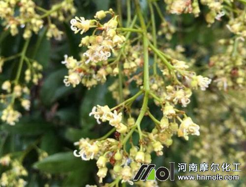 荔枝花前期追施水溶肥 荔枝花前期追施水溶肥