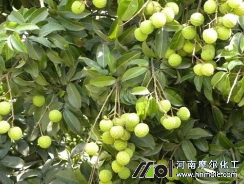 荔枝促梢期追施水溶肥 荔枝促梢期追施水溶肥