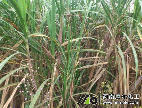 甘蔗苗期追施高氮高鉀水溶肥 甘蔗苗期追施高氮高鉀水溶肥