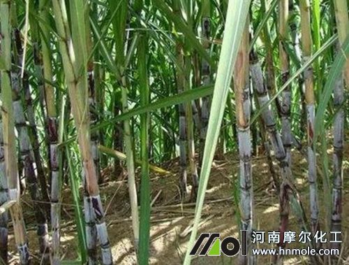 甘蔗苗期追施平衡型水溶肥 甘蔗苗期追施平衡型水溶肥