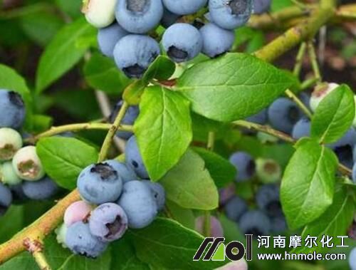 高叢、兔眼追施水溶肥 高叢、兔眼追施水溶肥