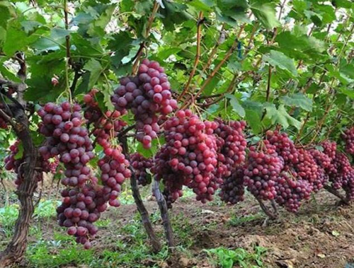 �t����������ʩ��