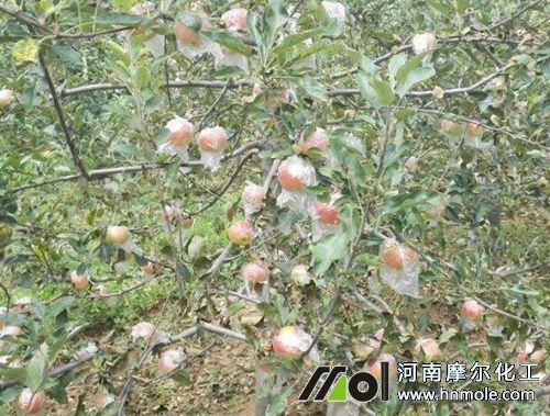 ʢ�����O�����״�