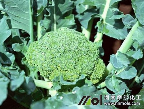 ���m��������c