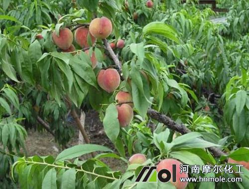 桃樹需肥特點 桃樹需肥特點