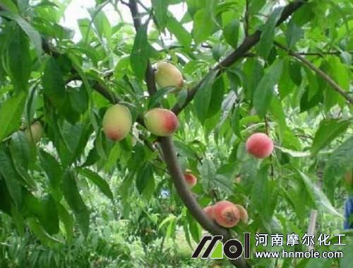 桃樹水溶肥用量用法 桃樹水溶肥用量用法