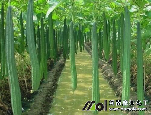 絲瓜要施什么肥 絲瓜要施什么肥