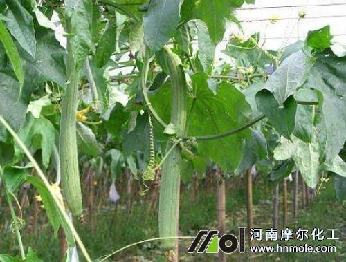 絲瓜怎樣長(zhǎng)得快 絲瓜怎樣長(zhǎng)得快