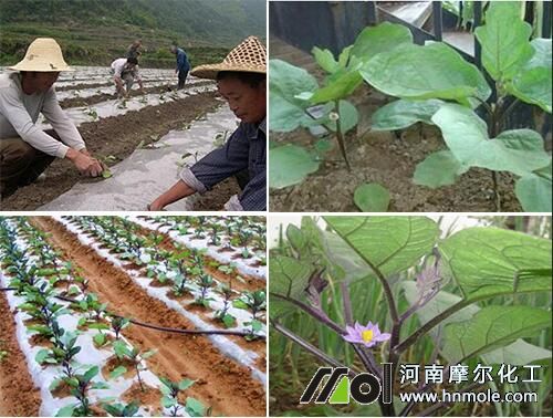 移栽茄子苗后施水溶肥 移栽茄子苗后施水溶肥