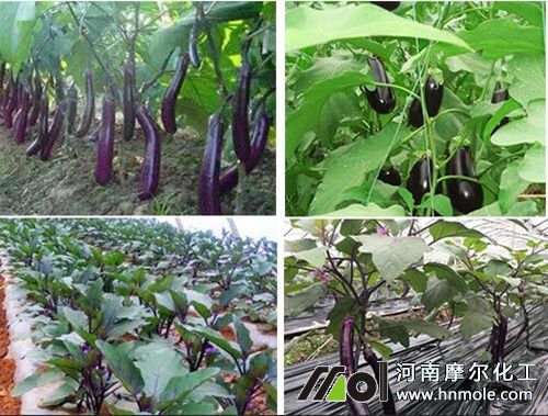 茄子底肥用什么肥 茄子底肥用什么肥