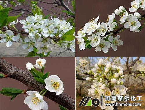 ���Ә�ʩ��ǰ��