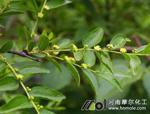 棗樹開花前追施水溶肥 棗樹開花前追施水溶肥