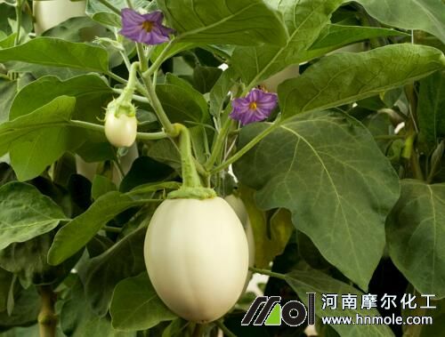 適合茄子的肥料 適合茄子的肥料