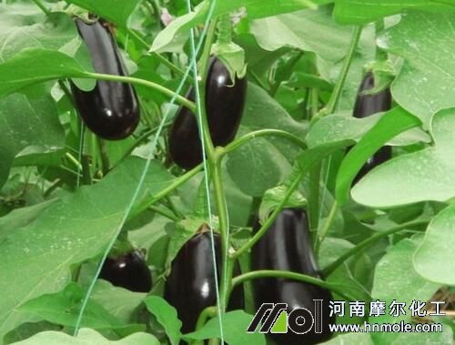 茄子水溶肥用法用量 茄子水溶肥用法用量