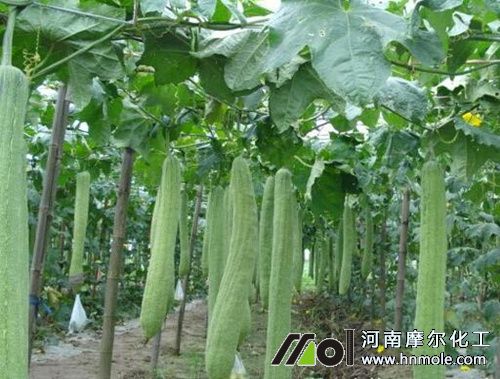 �z�ϵķNֲ���g