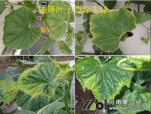 �S��ȱ��S�~