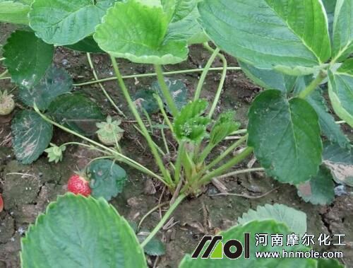 ��ݮ����·ݿ��ԷN