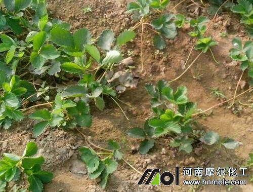 ��ݮ�������������