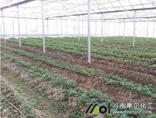 ��ݮ�����r��ʩ�ʵ��x������