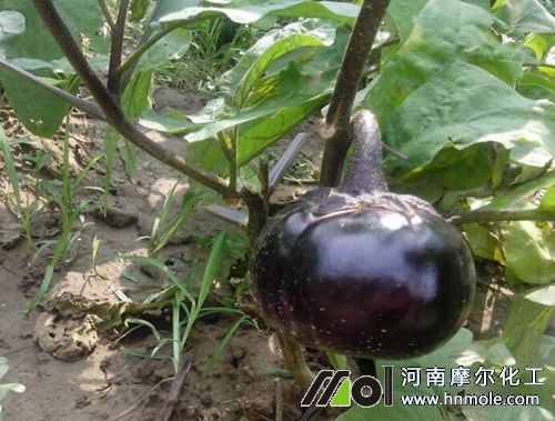 ������ʲô���L�Ŀ�