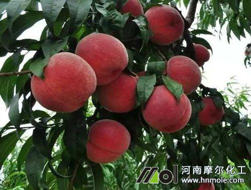 桃樹膨大期管理方法 桃樹膨大期管理方法