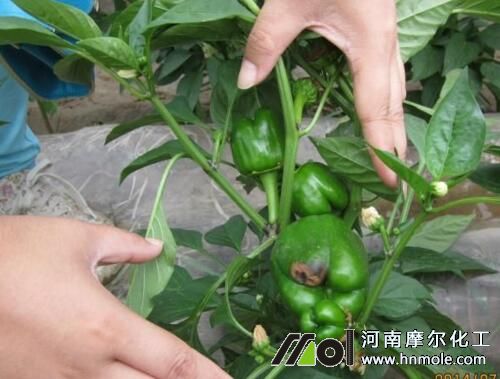 �ʽ�ȱ�}���F