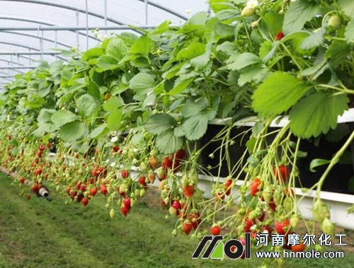 ��ݮ�Nֲ�ض�