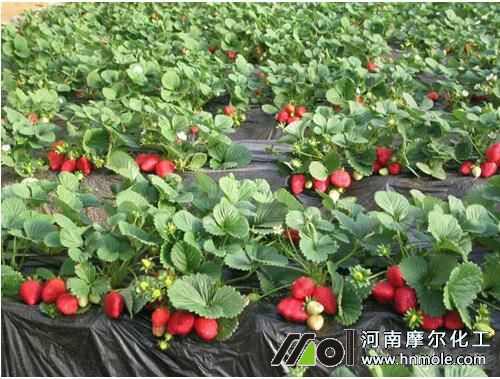 ��ݮ�����ض�Ҫ��