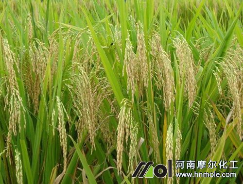 ˮ��ˮ�ܷʺ�̎