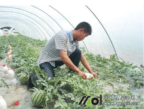 西瓜施肥技巧 西瓜施肥技巧