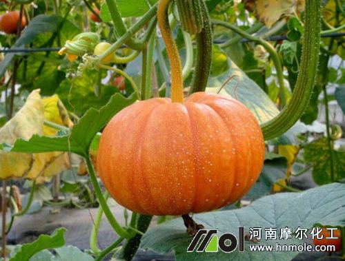 �ϹϷNֲʩ�ʼ��g