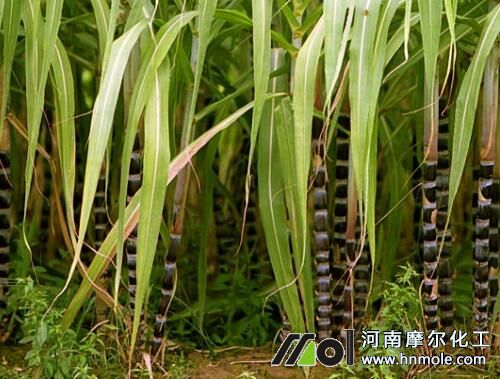 �������L�����Ҏ��