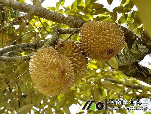 ��ɏʩ�ʼ��g