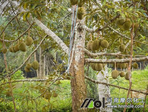 ��ɏ�ķNֲ���g