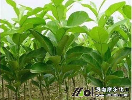 柚子樹施發芽肥 柚子樹施發芽肥