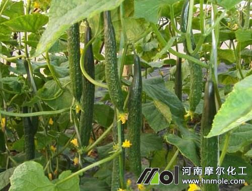 黃瓜結瓜期追肥管理 黃瓜結瓜期追肥管理