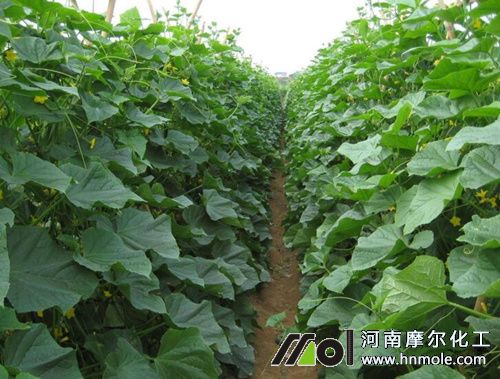 黃瓜苗期追肥管理 黃瓜苗期追肥管理