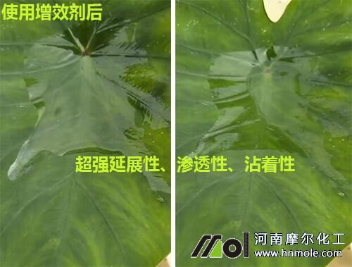 葉面肥增效劑效果對比2 葉面肥增效劑效果對比2