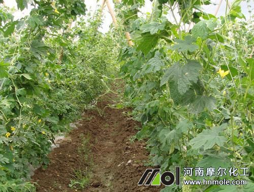 ������ڹ���